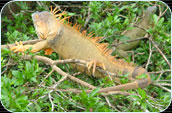 La iguana verde se encuentra en las áreas de baja altura en Costa Rica