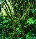 Bosque Húmedo o nuboso - Costa Rica