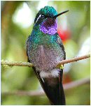 Colibrí en Costa Rica