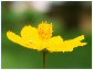 Flores de Costa Rica