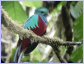 Búho en Costa Rica
