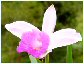 Orquídea salvaje en los bosques de Costa Rica