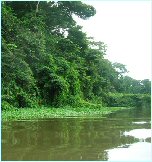 Navegue por los canales de Tortuguero