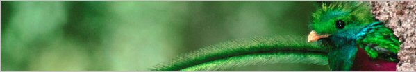 Quetzal en las montañas de Costa Rica